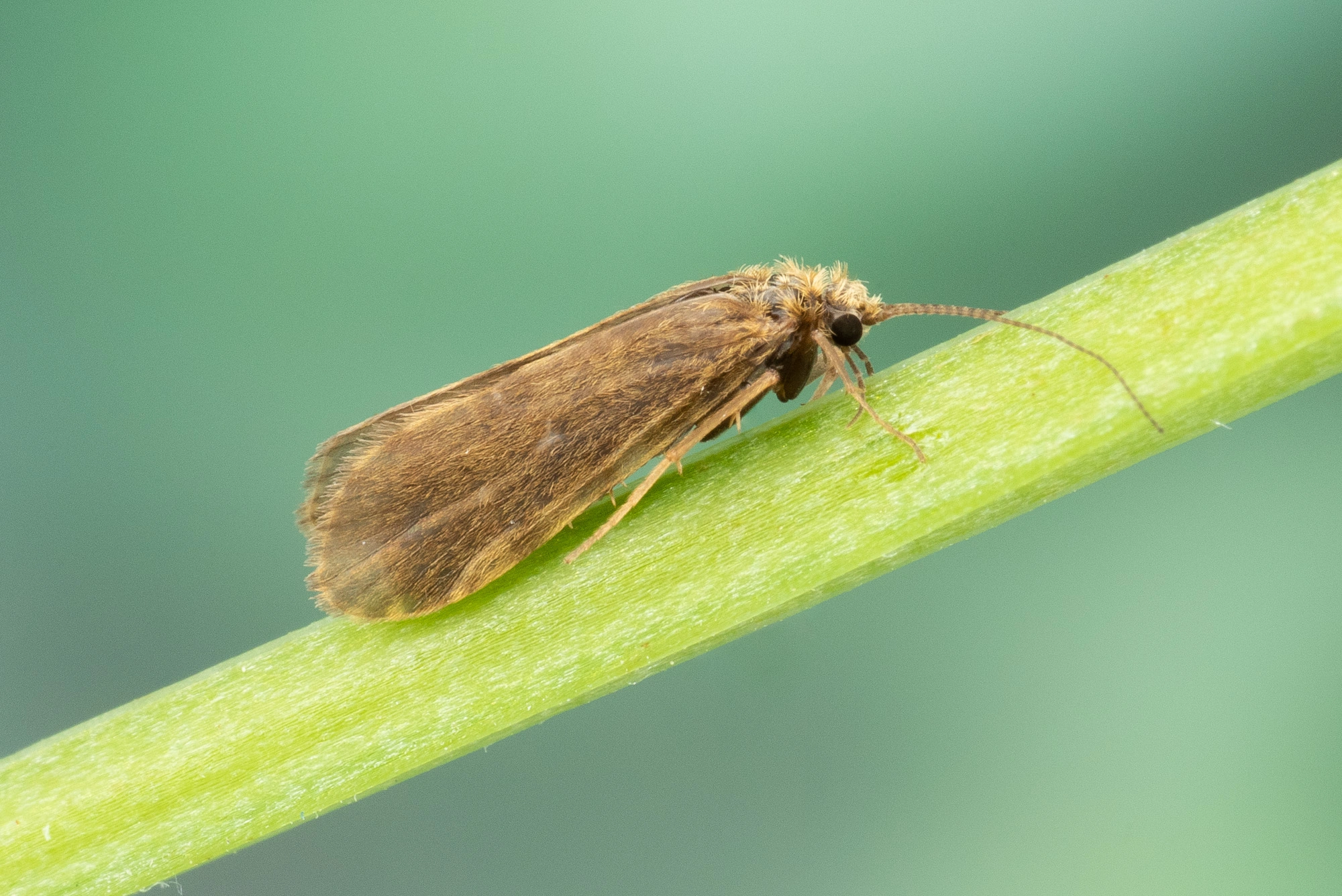 Vårfluer: Holocentropus picicornis.