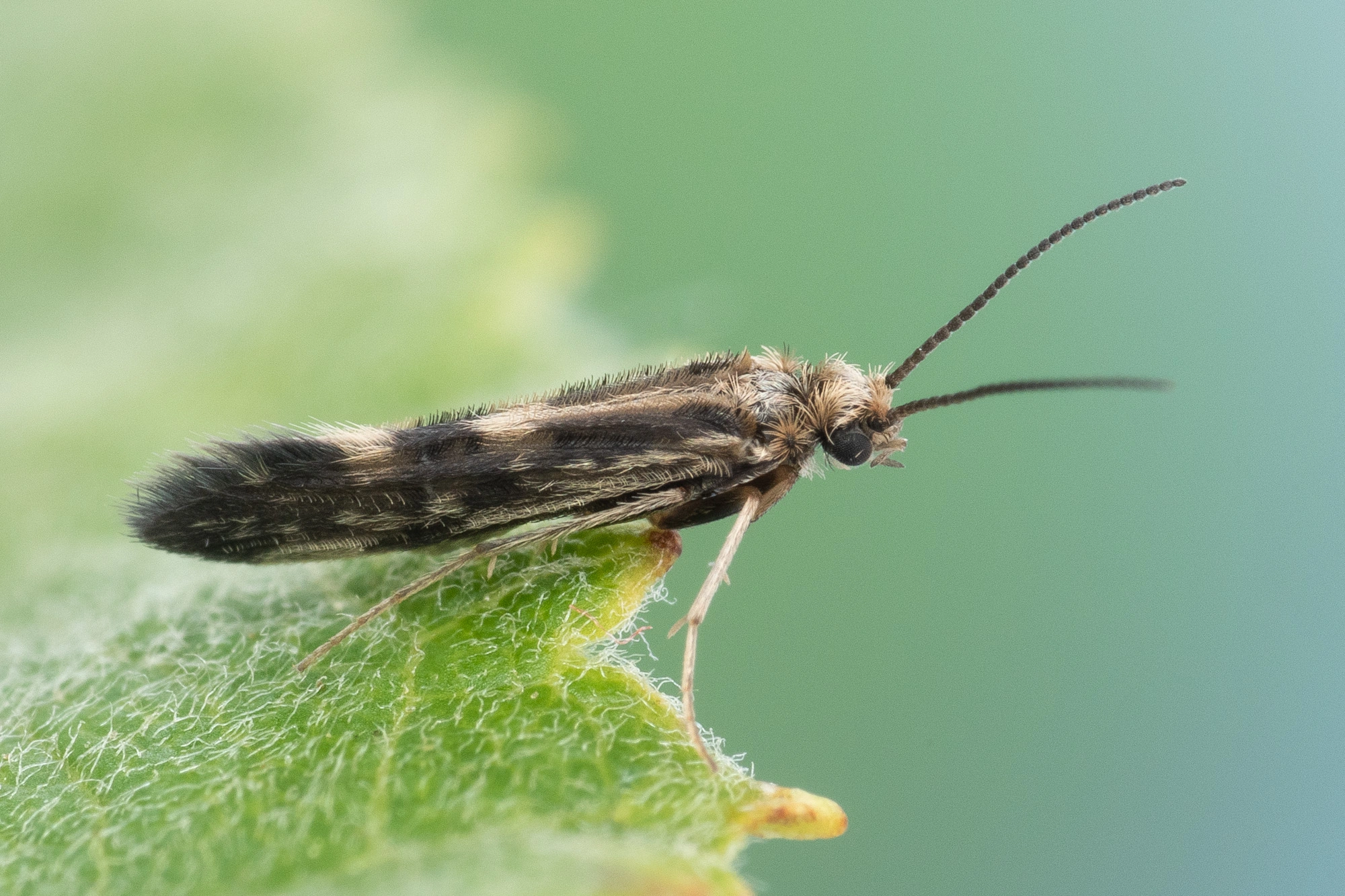 Vårfluer: Agraylea multipunctata.