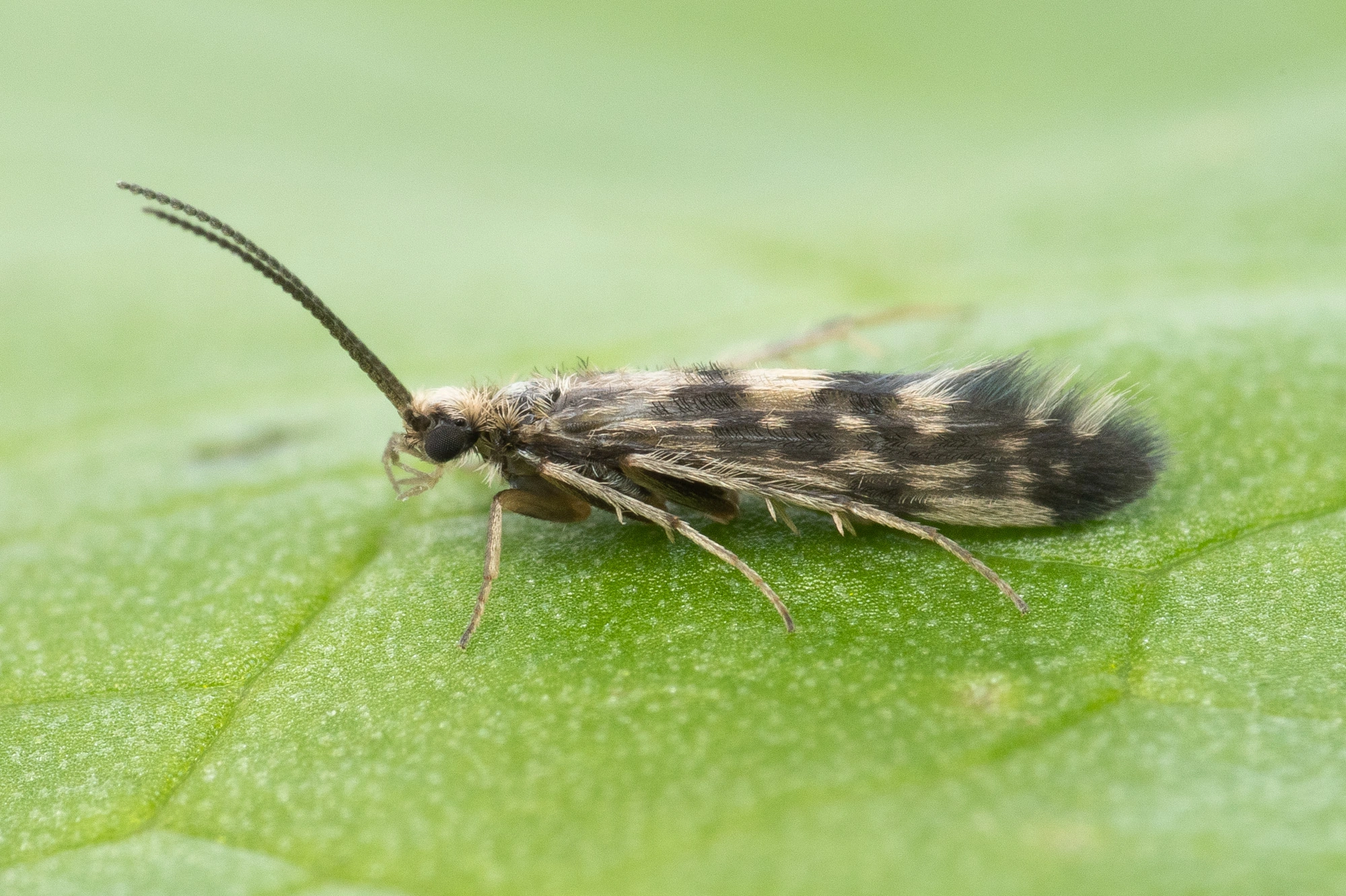 Vårfluer: Agraylea multipunctata.