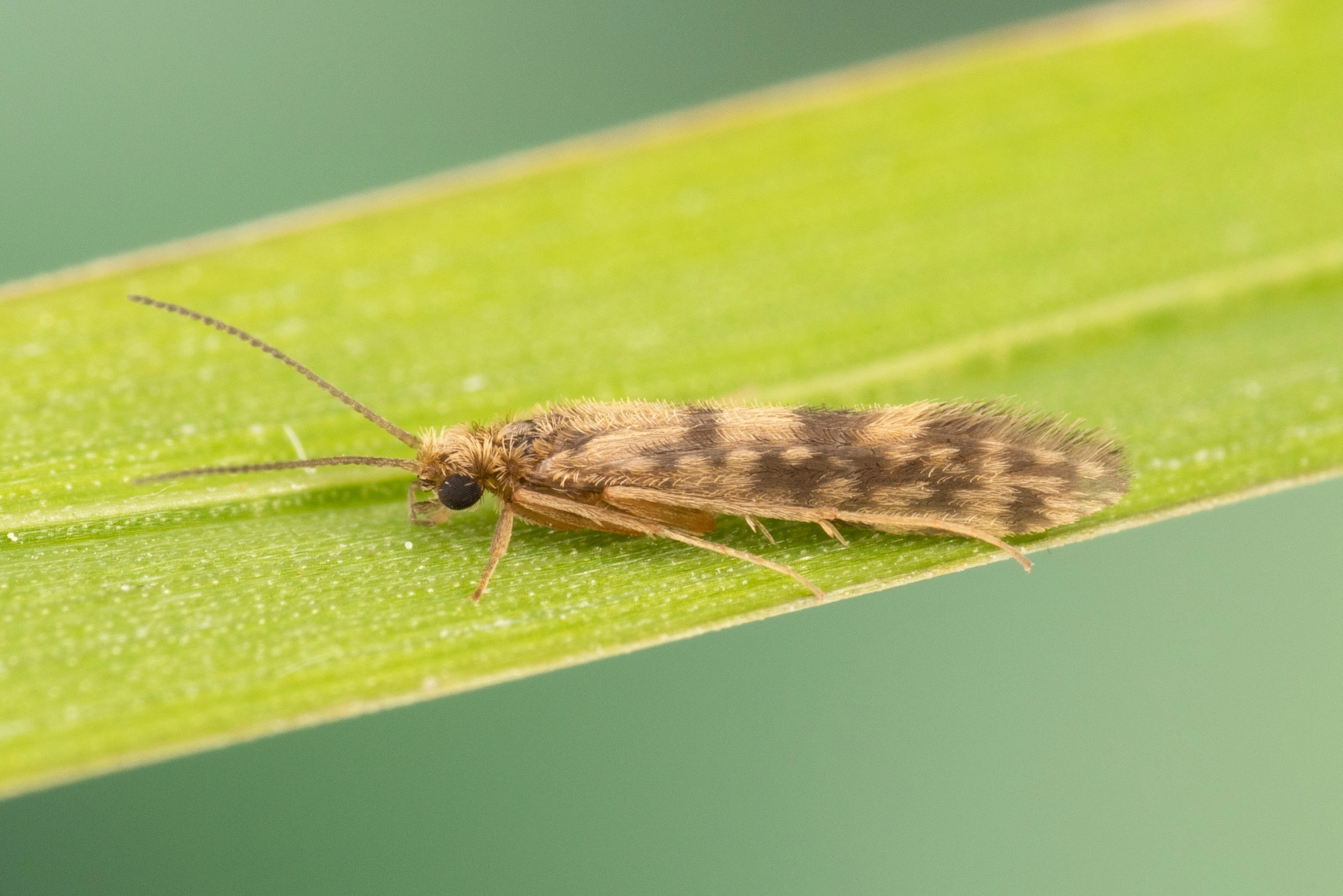 Vårfluer: Agraylea sexmaculata.