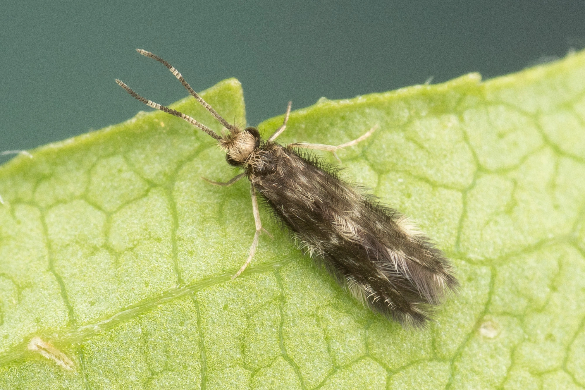 Vårfluer: Hydroptila pulchricornis.