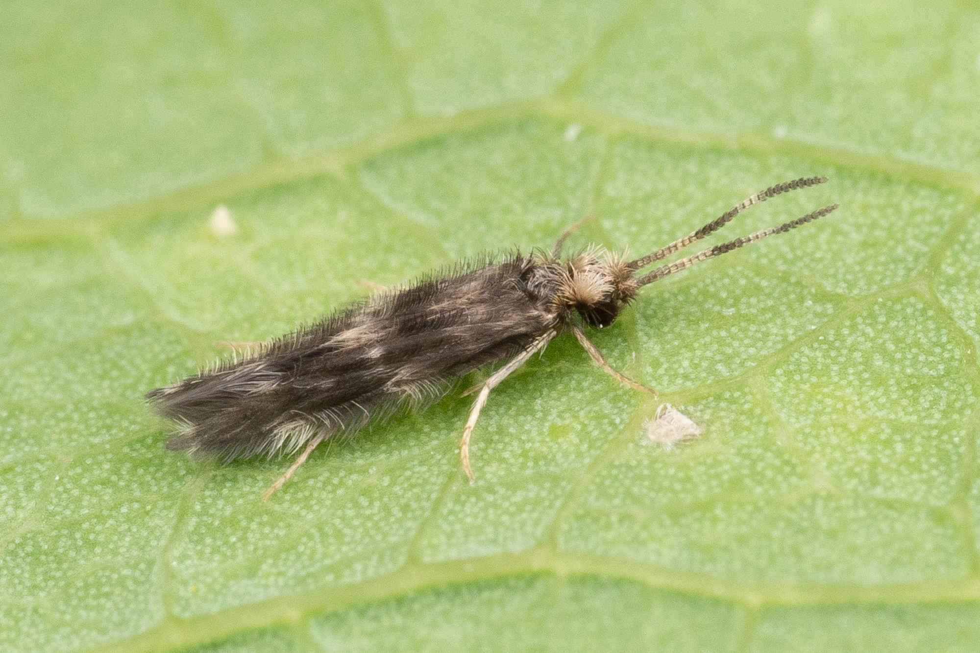 Vårfluer: Hydroptila pulchricornis.