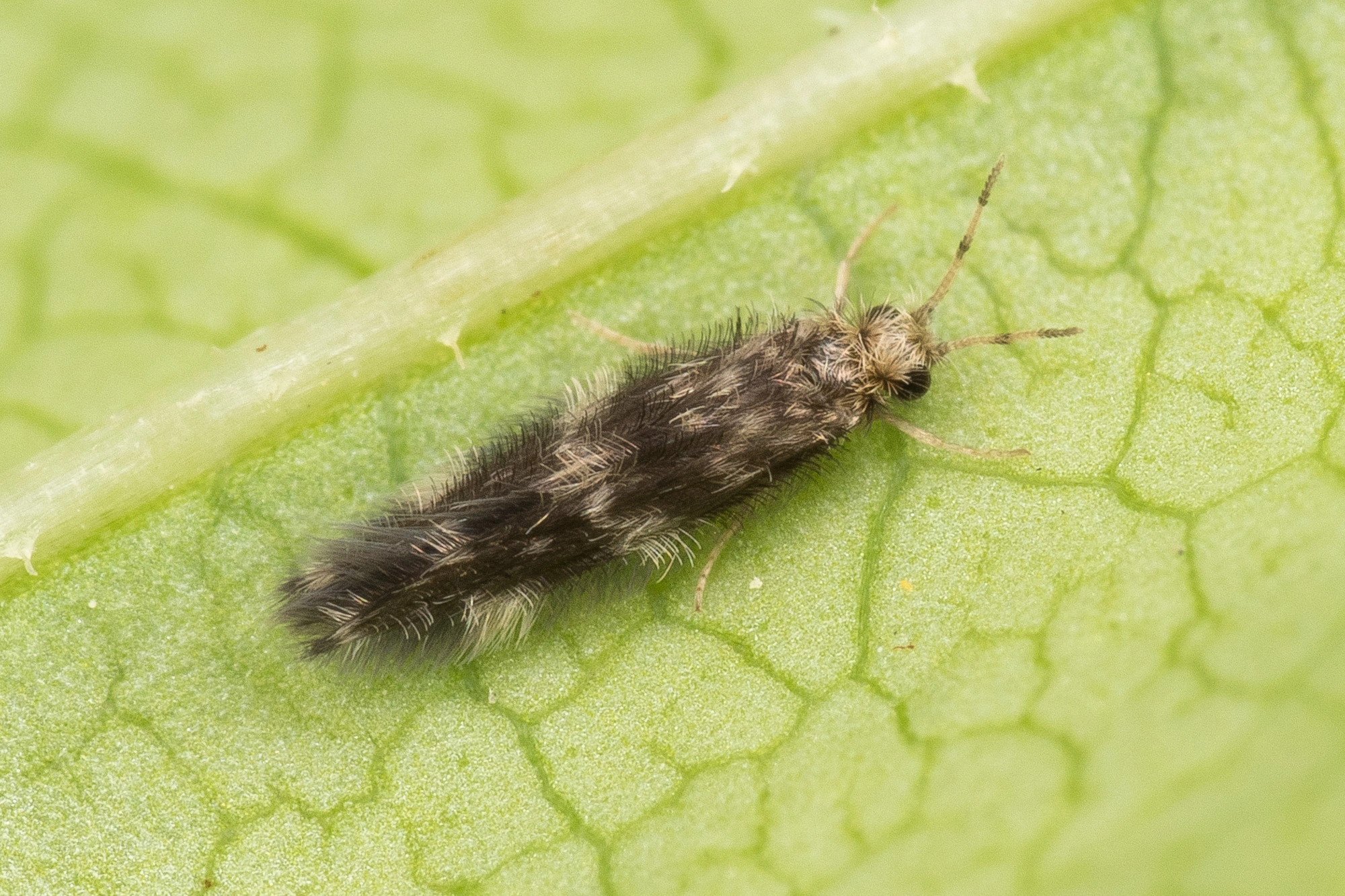 Vårfluer: Hydroptila pulchricornis.