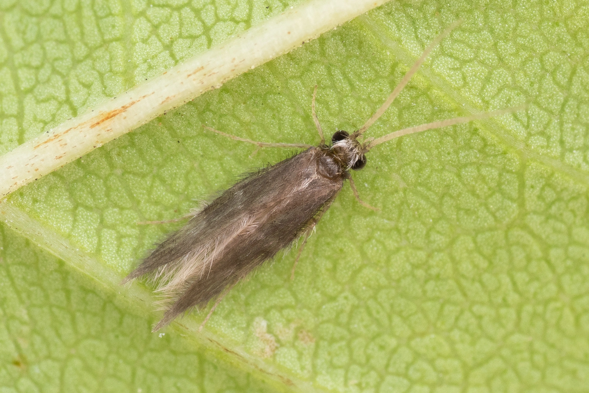 Vårfluer: Oxyethira distinctella.