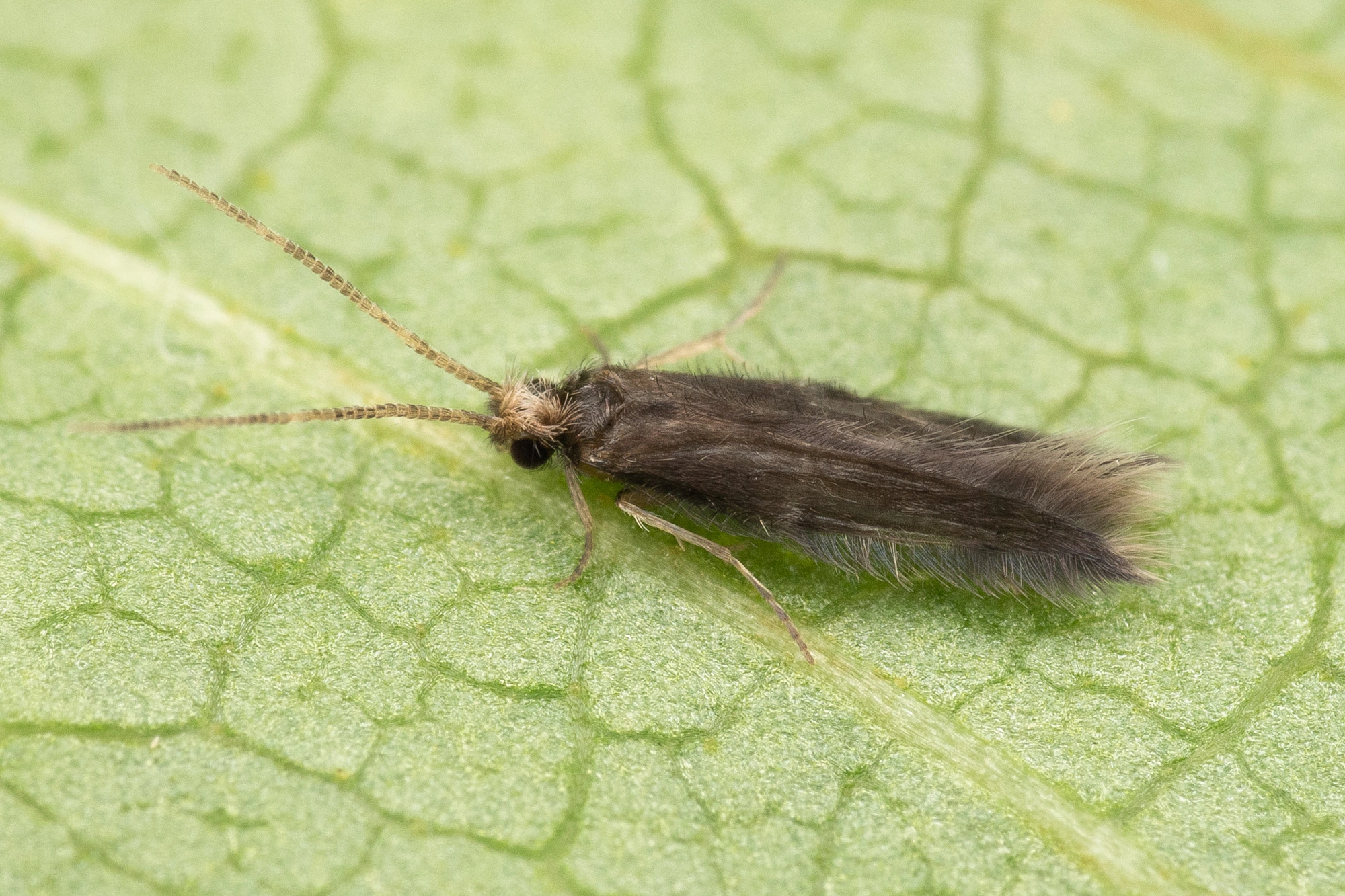 Vårfluer: Oxyethira flavicornis.