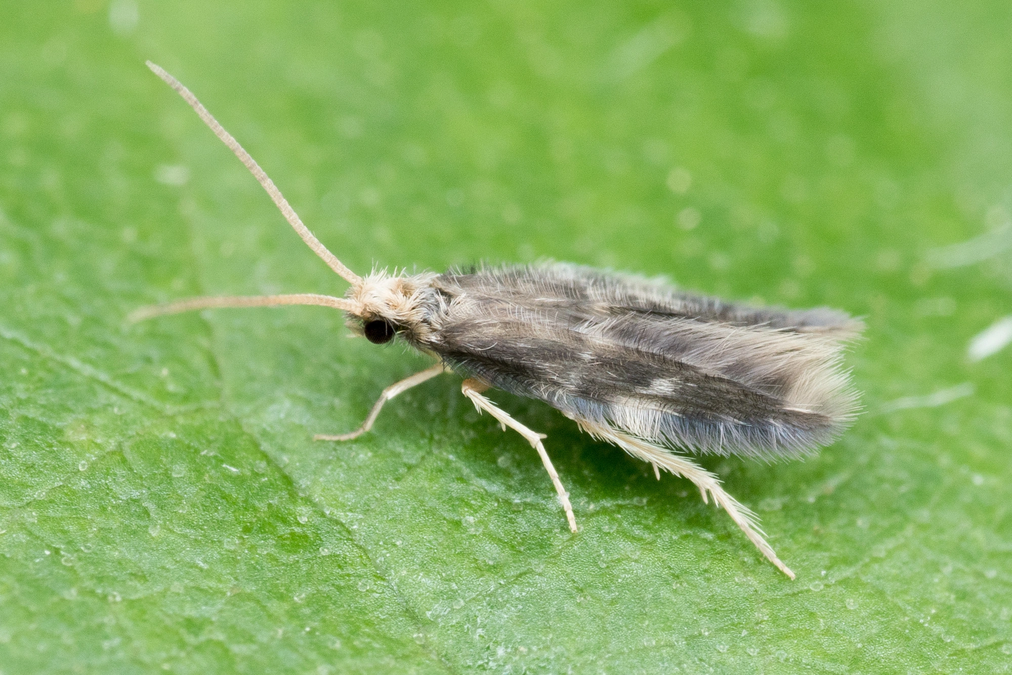 Vårfluer: Oxyethira flavicornis.