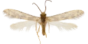 Vårfluer: Agraylea sexmaculata.