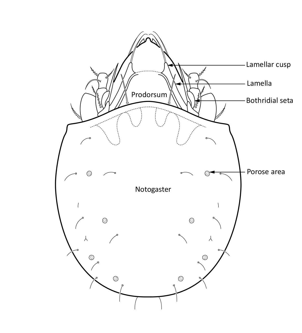 Midd: Ceratozetes parvulus.