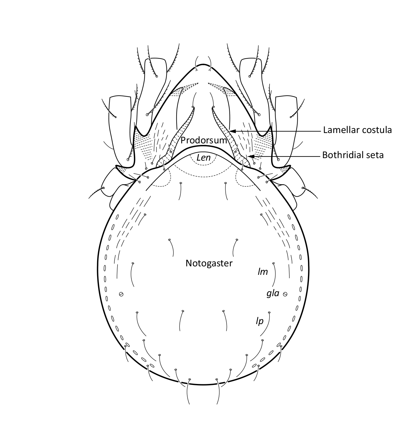 Midd: Hydrozetes lacustris.