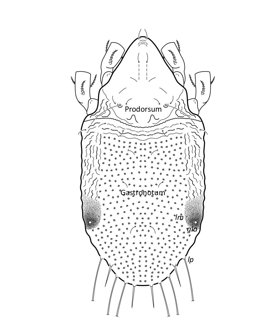 Midd: Hydrozetes lacustris.