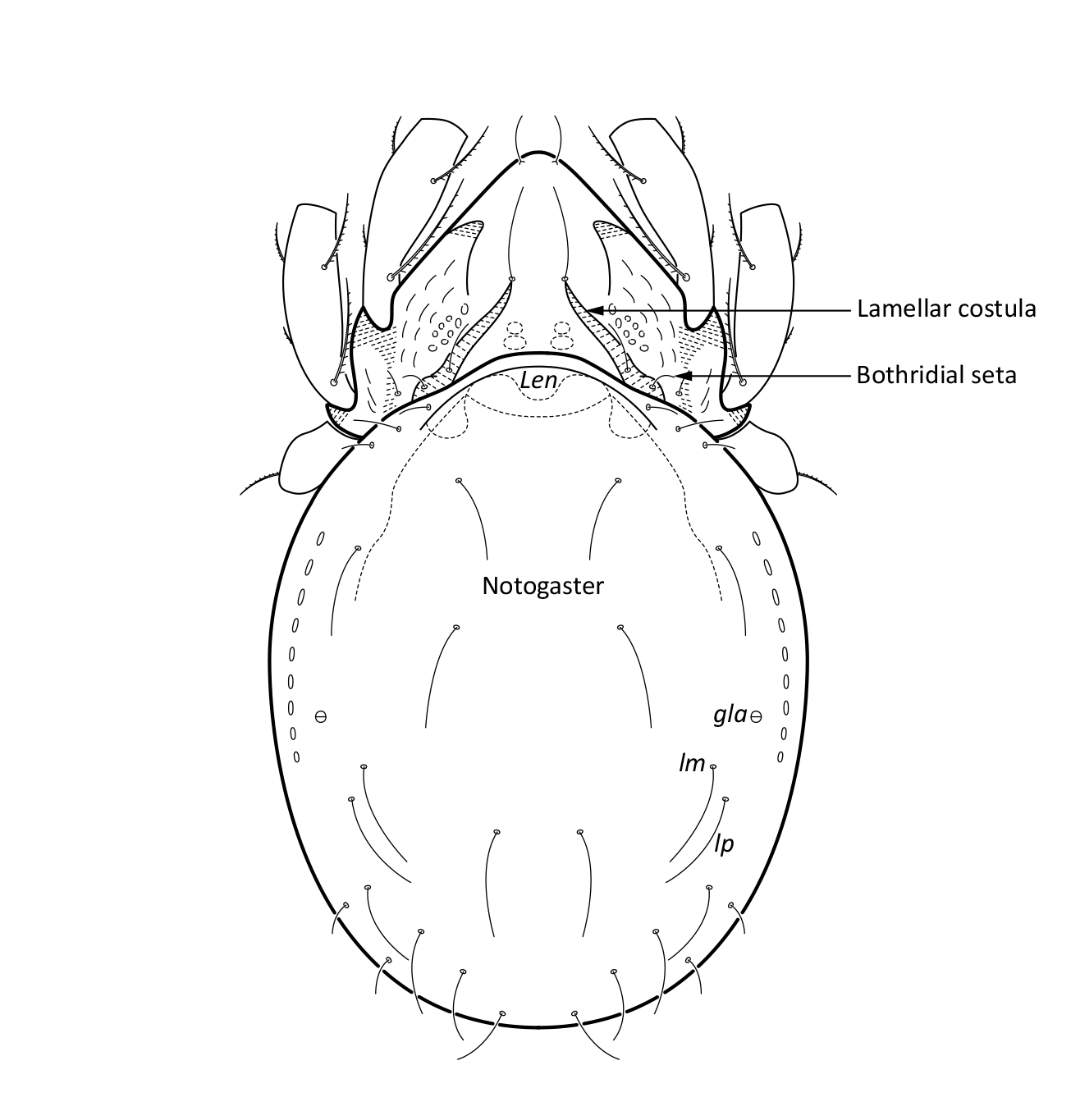 Midd: Hydrozetes octosetosus.