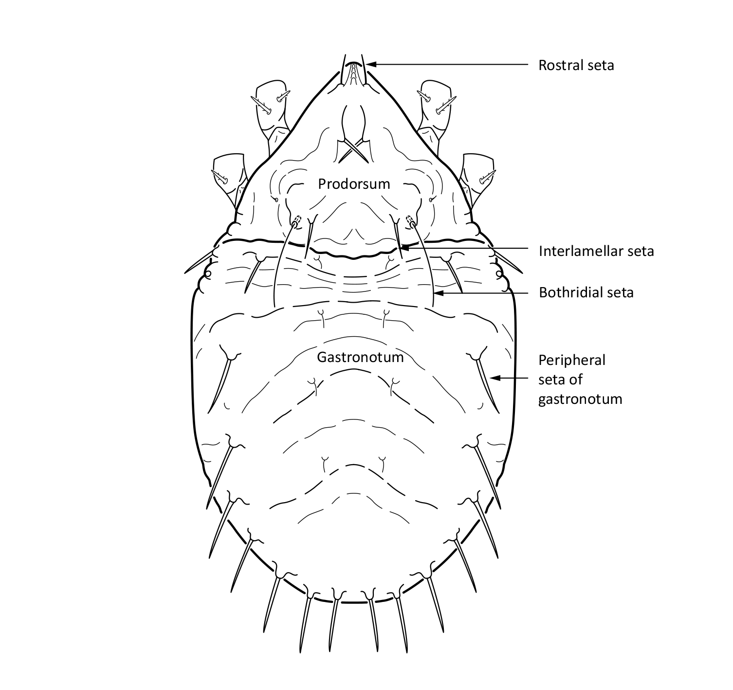 Midd: Limnozetes ciliatus.