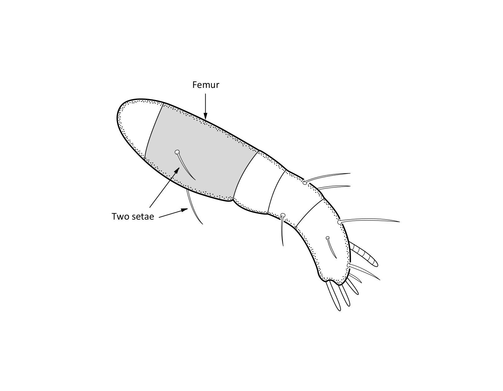 Midd: Platynothrus punctatus.