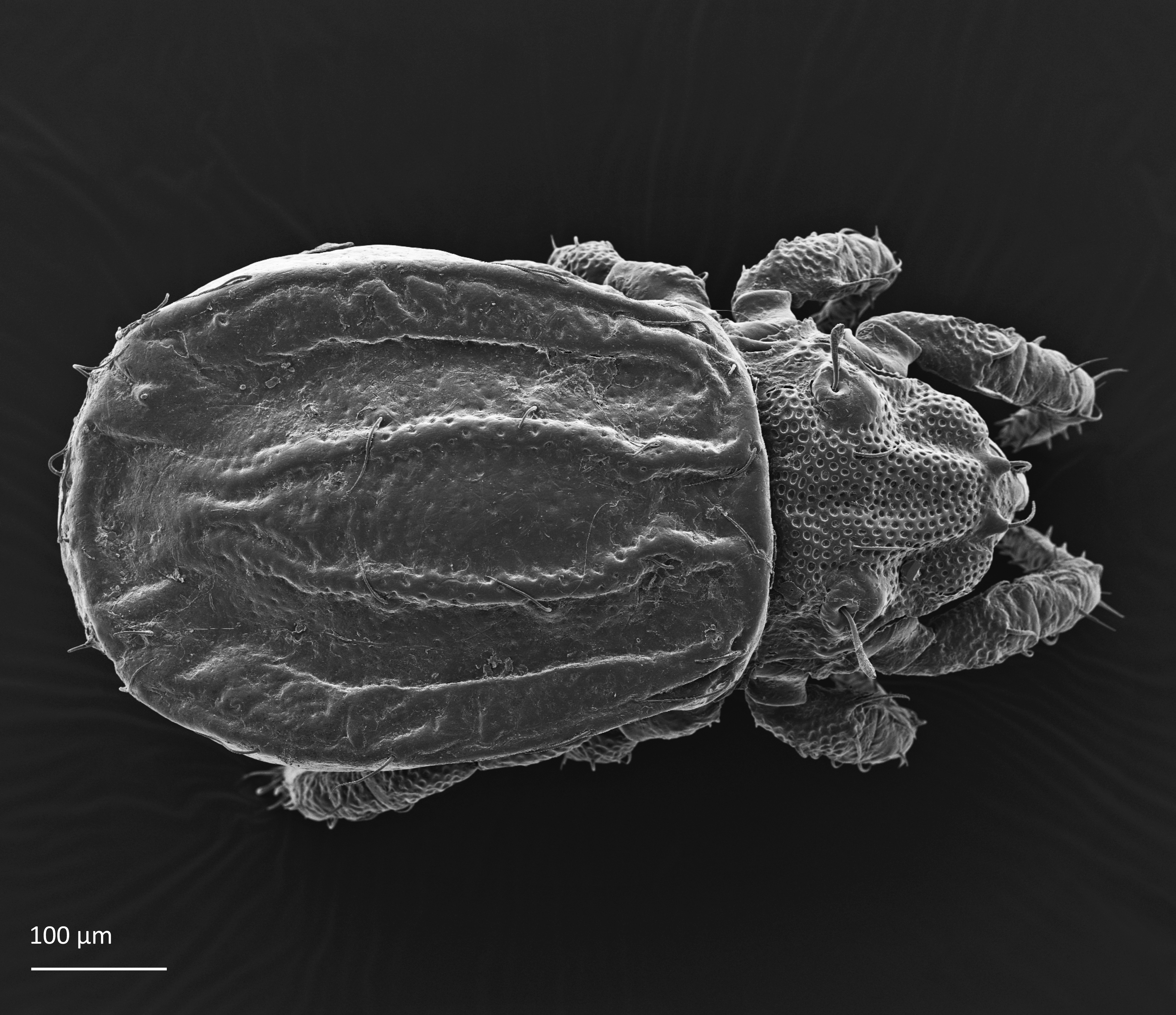 Midd: Platynothrus punctatus.