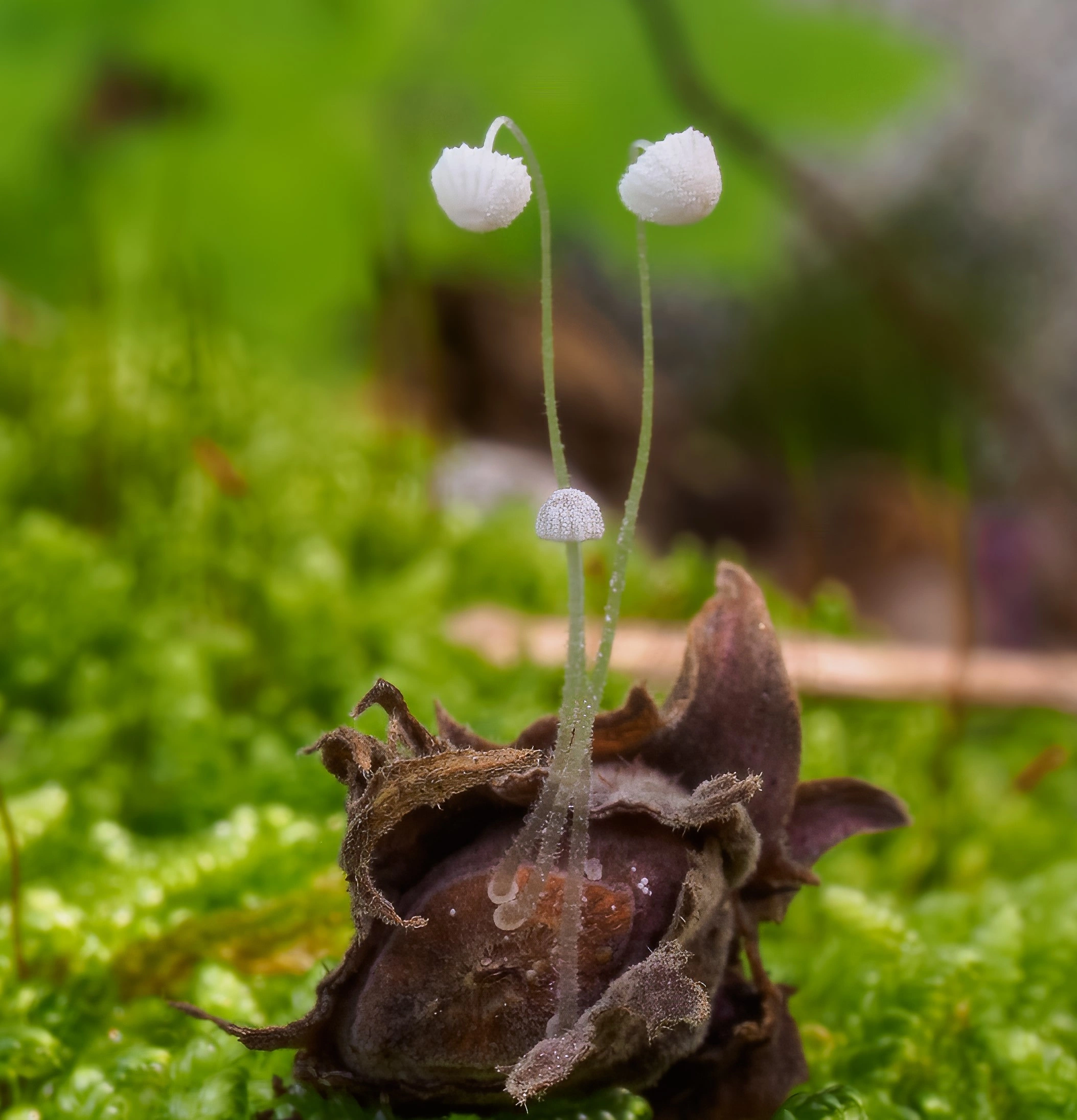 Stilksporesopper: Mycena nucicola.