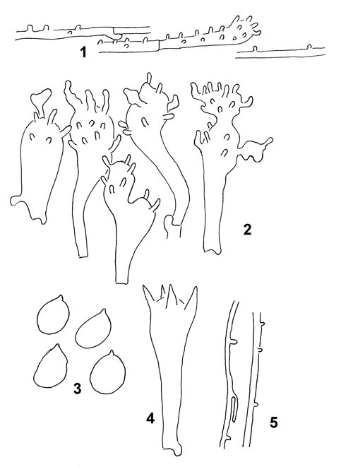 Hymeniesopper: Mycena romagnesiana.