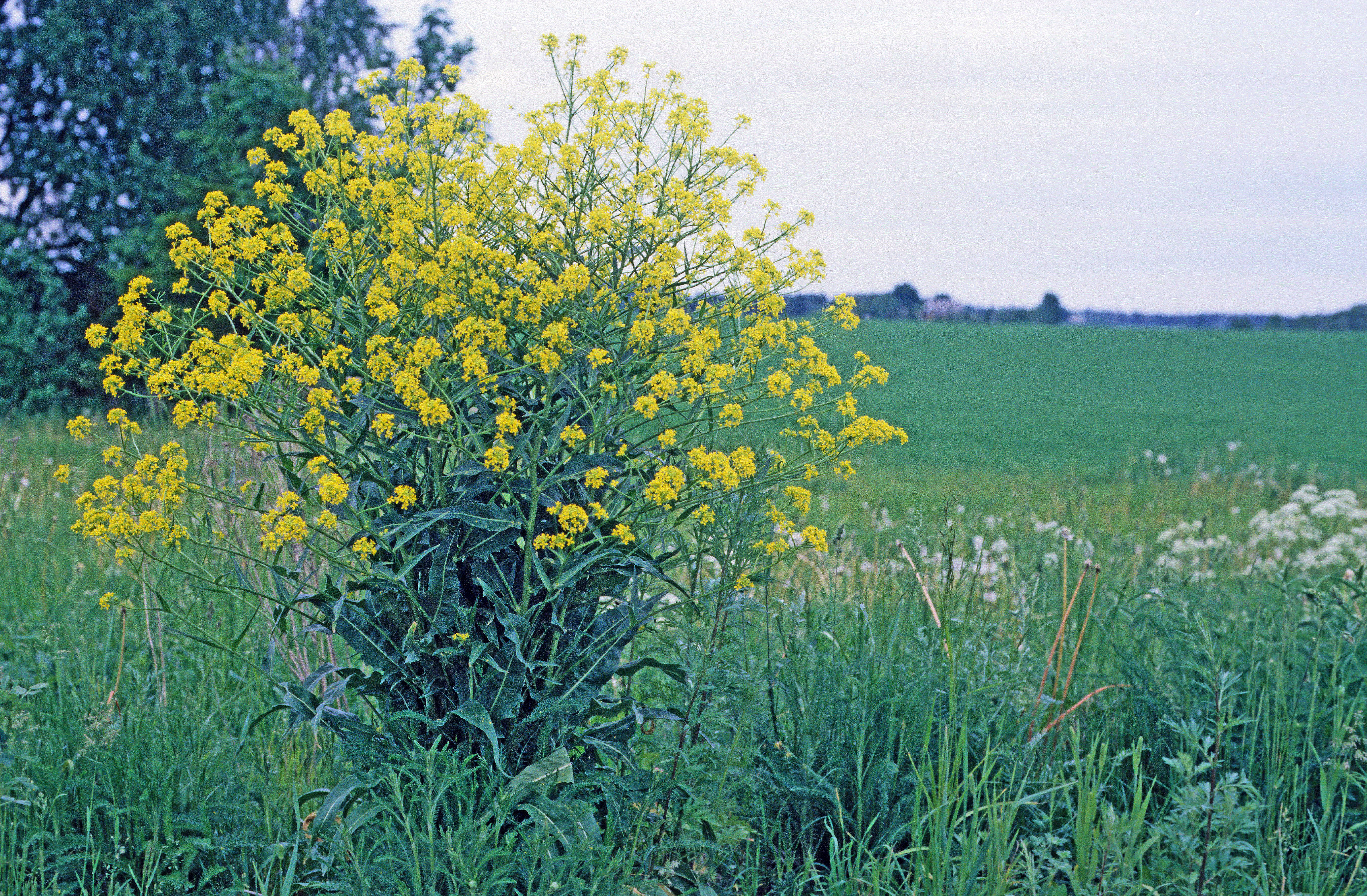 Russekål.