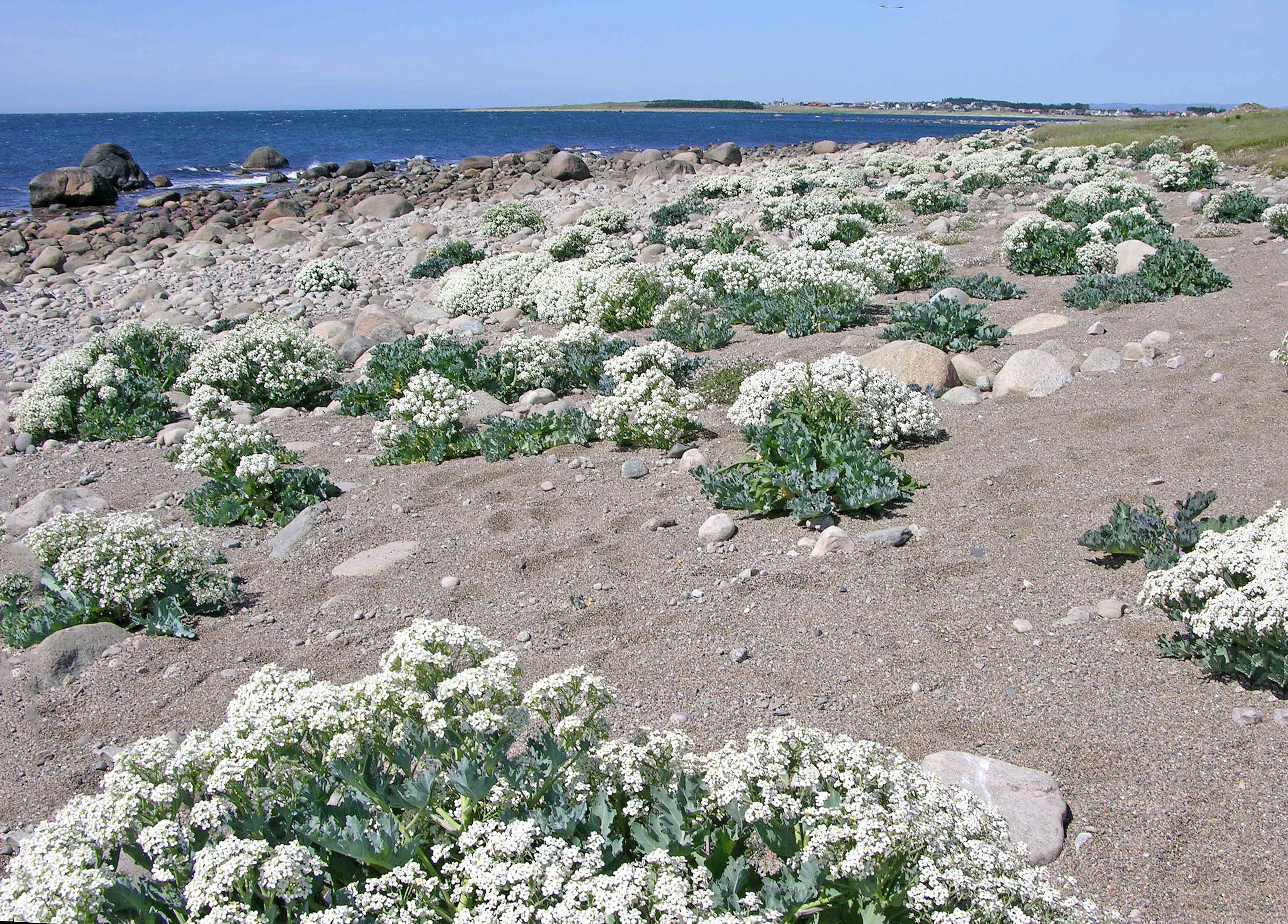 Strandkål.