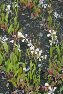 salatsennepslekta