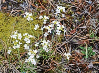 vårskrinneblomslekta