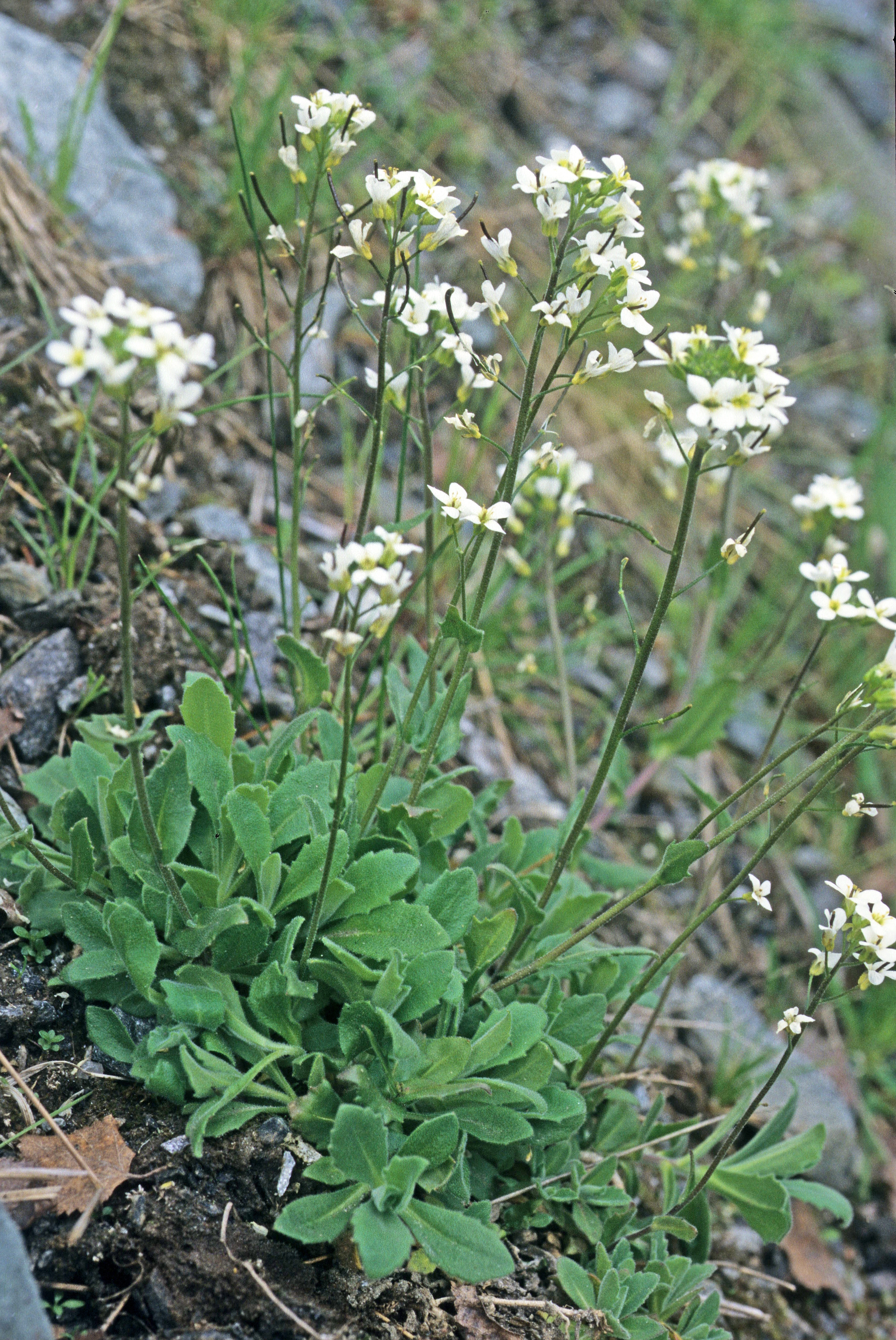 Fjellskrinneblom.