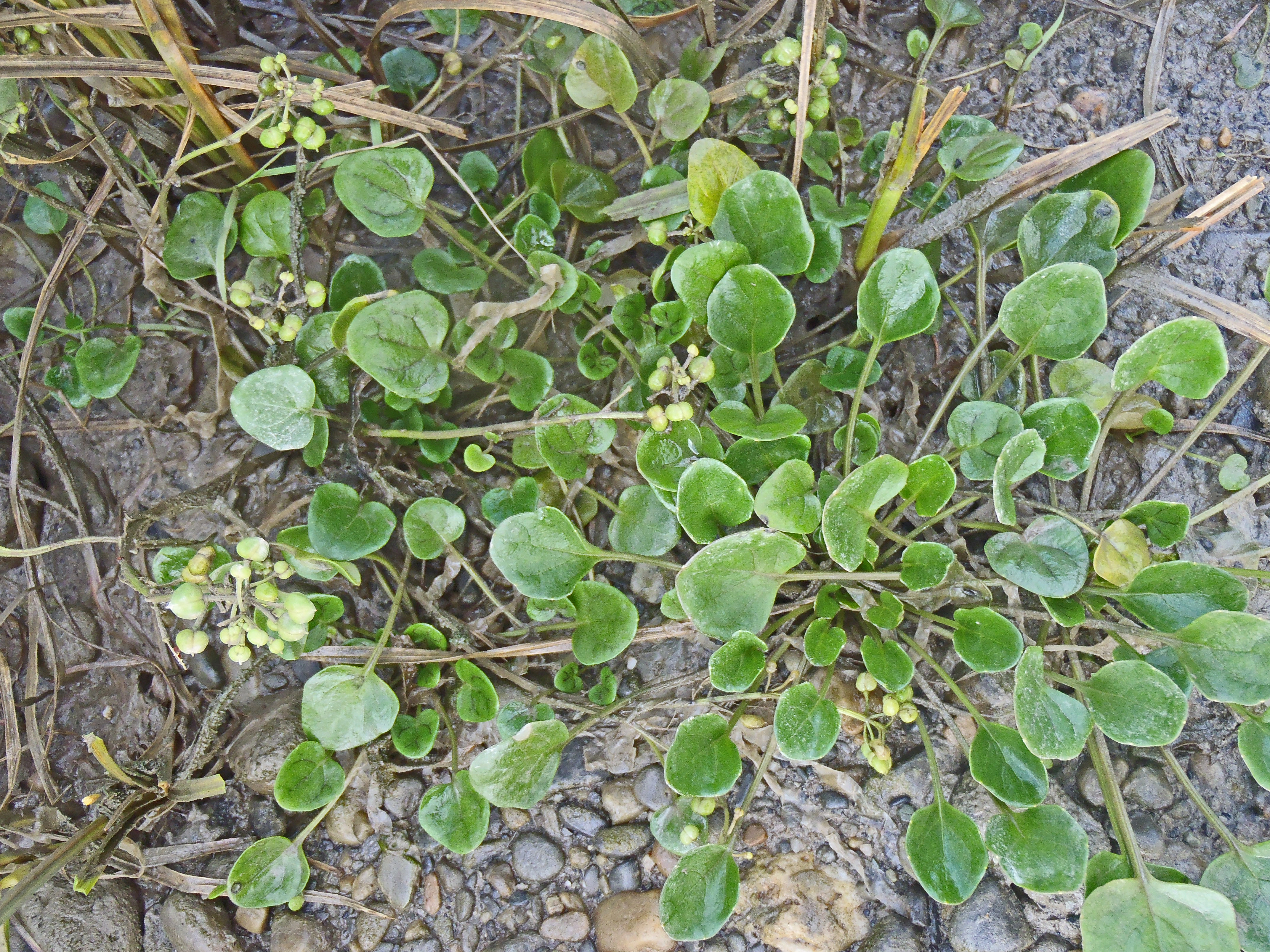 Strandskjørbuksurt.