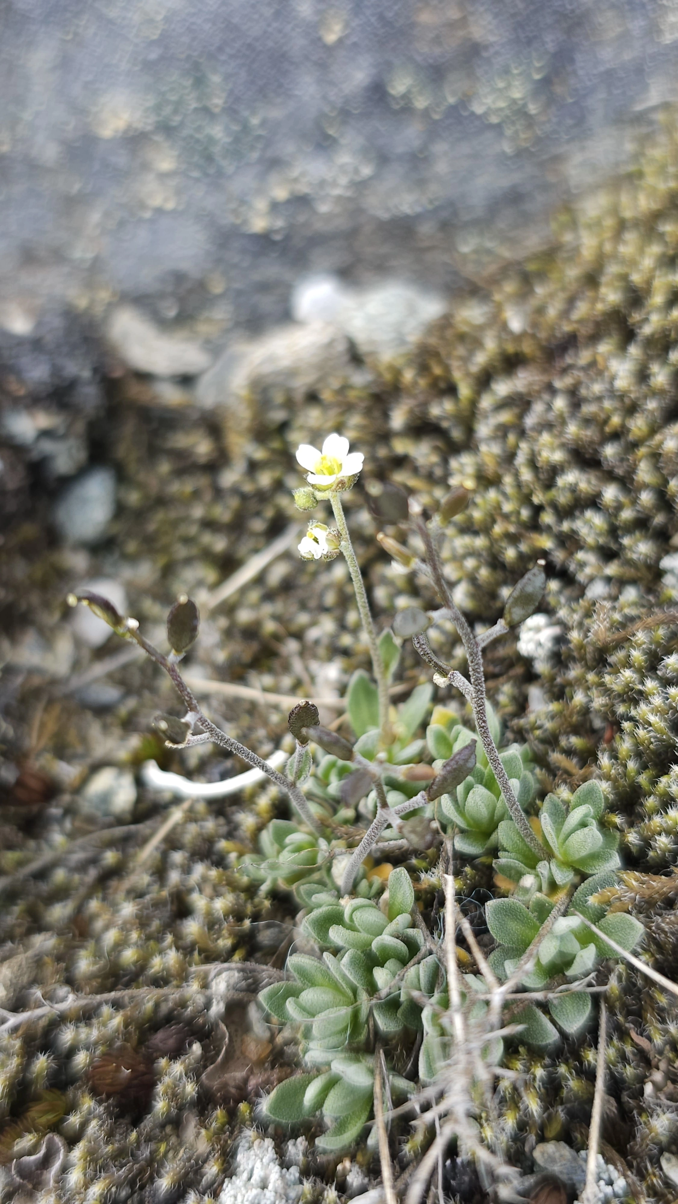 Snørublom.