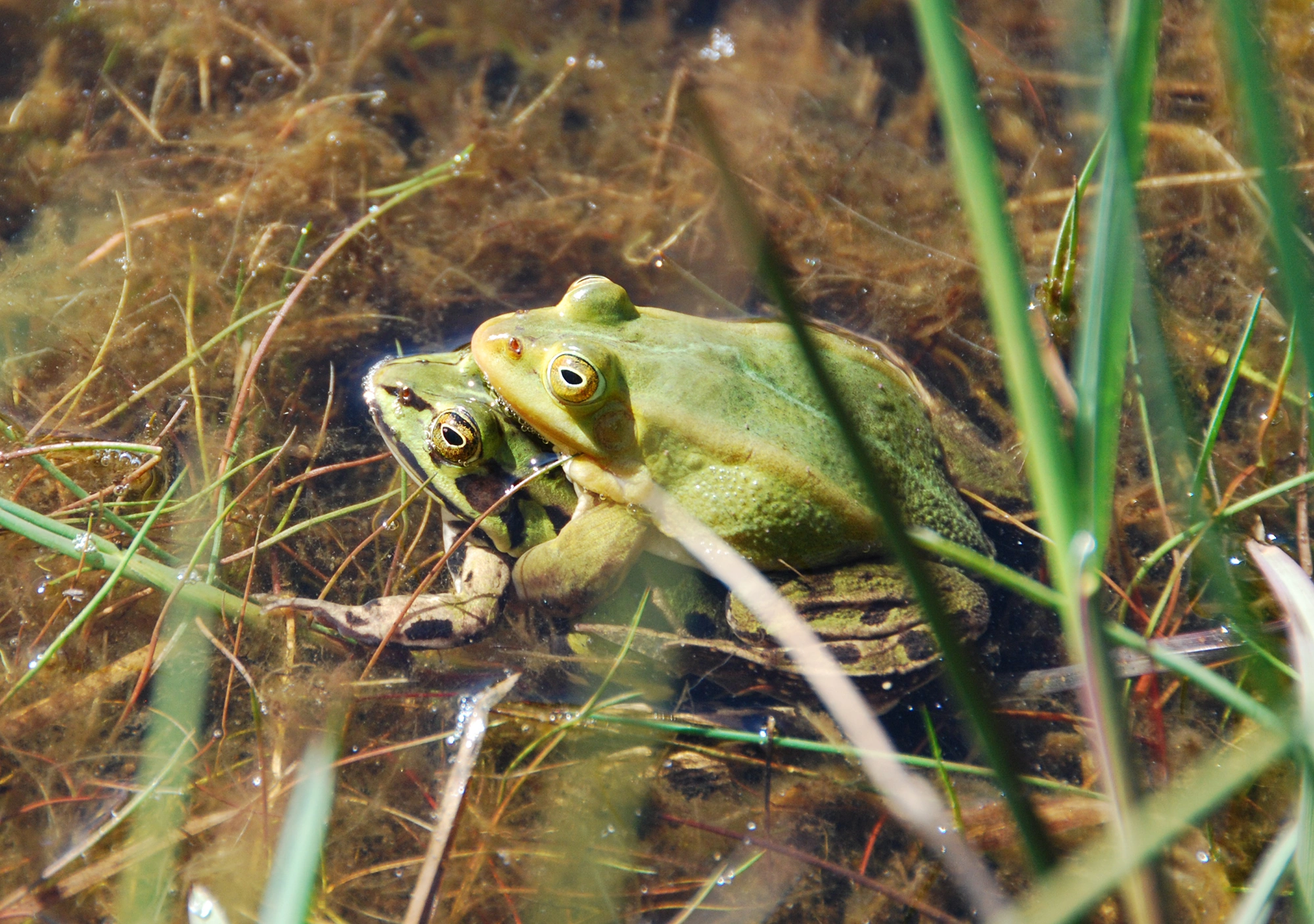 Amfibier: Pelophylax.