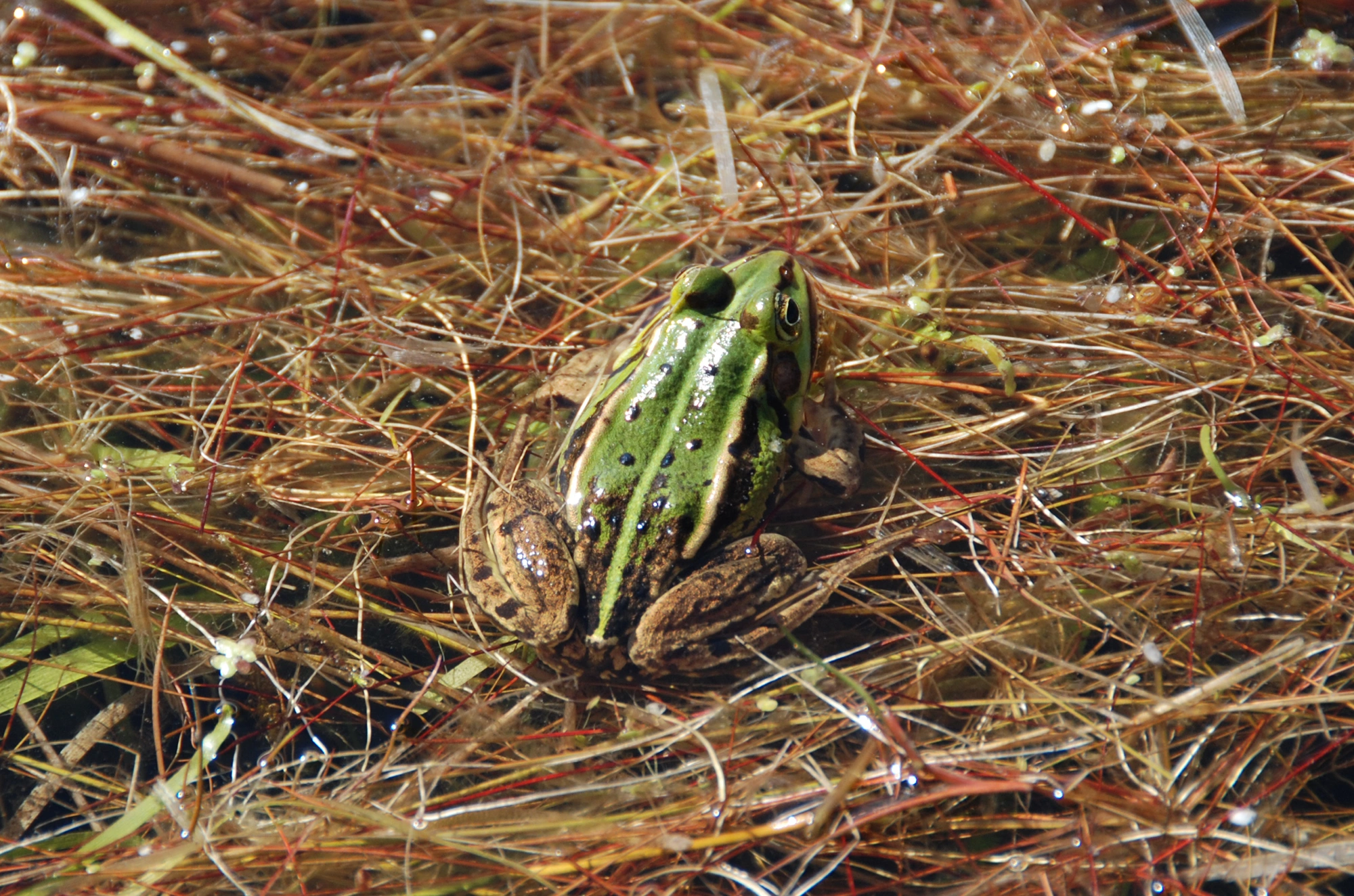 Amfibier: Pelophylax.