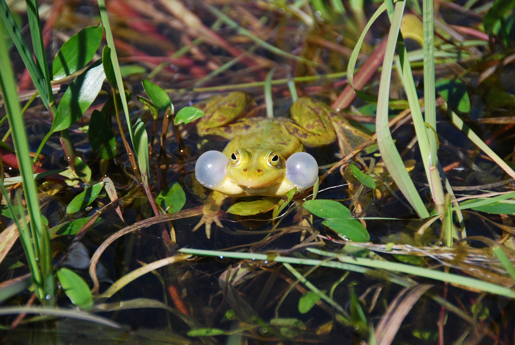 Amfibier: Pelophylax.