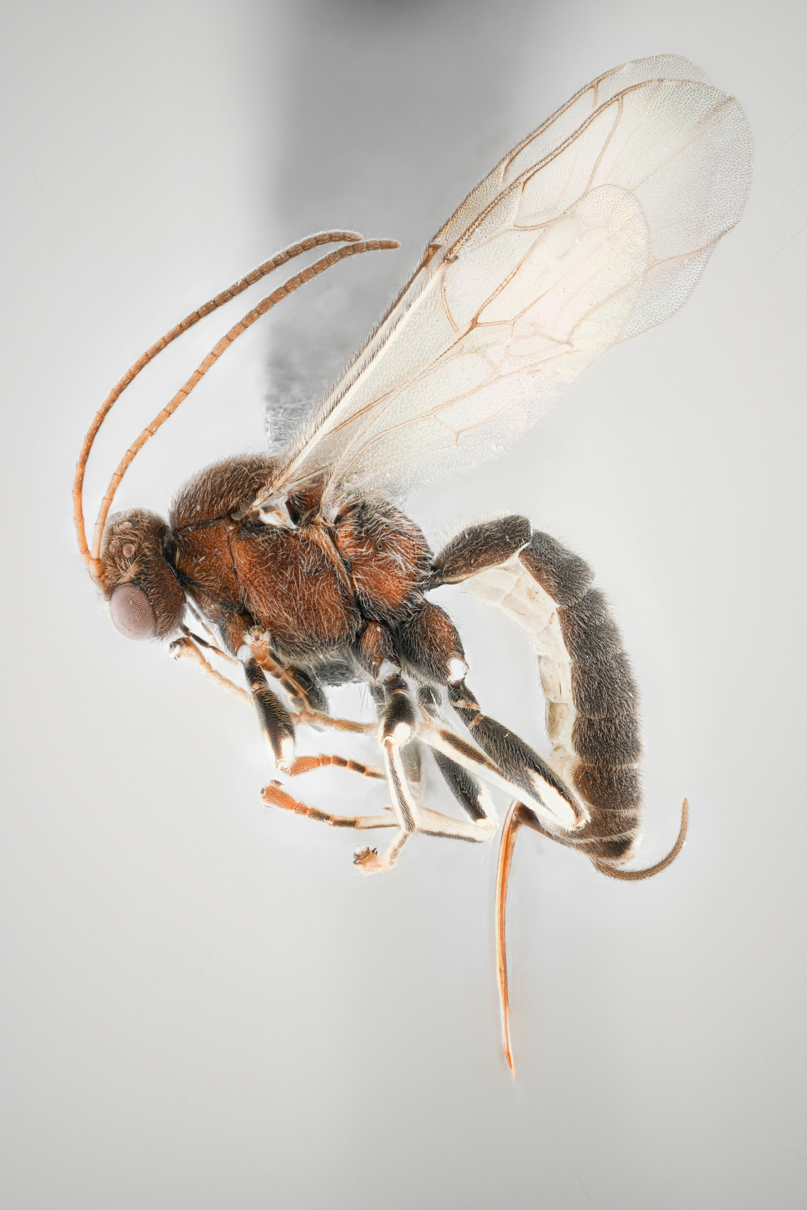 Darwinvepser: Piogaster pilosator.