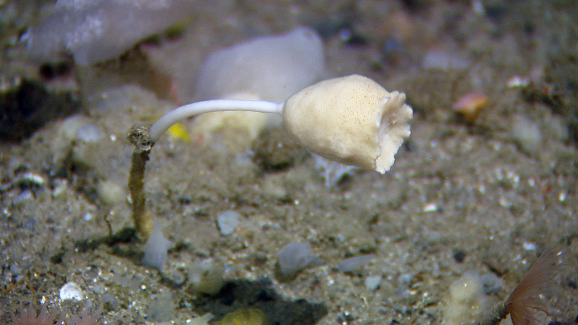 Svamper: Stylocordyla borealis.