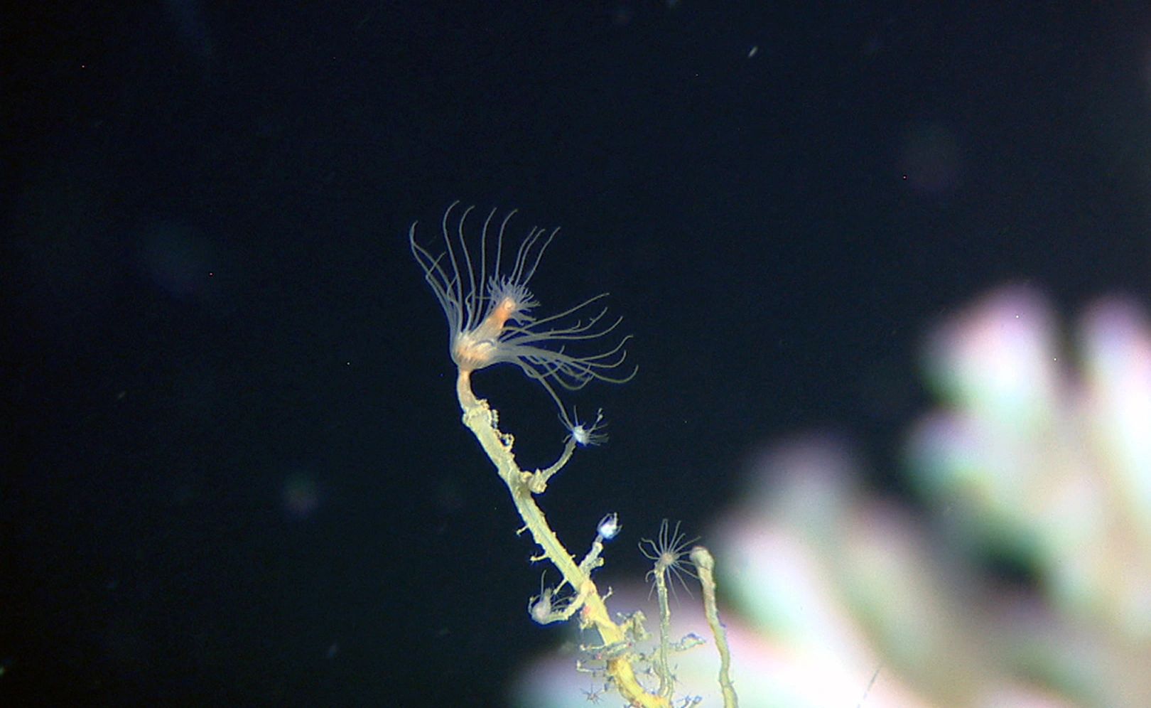 Hydrozoer: Tubularia indivisa.