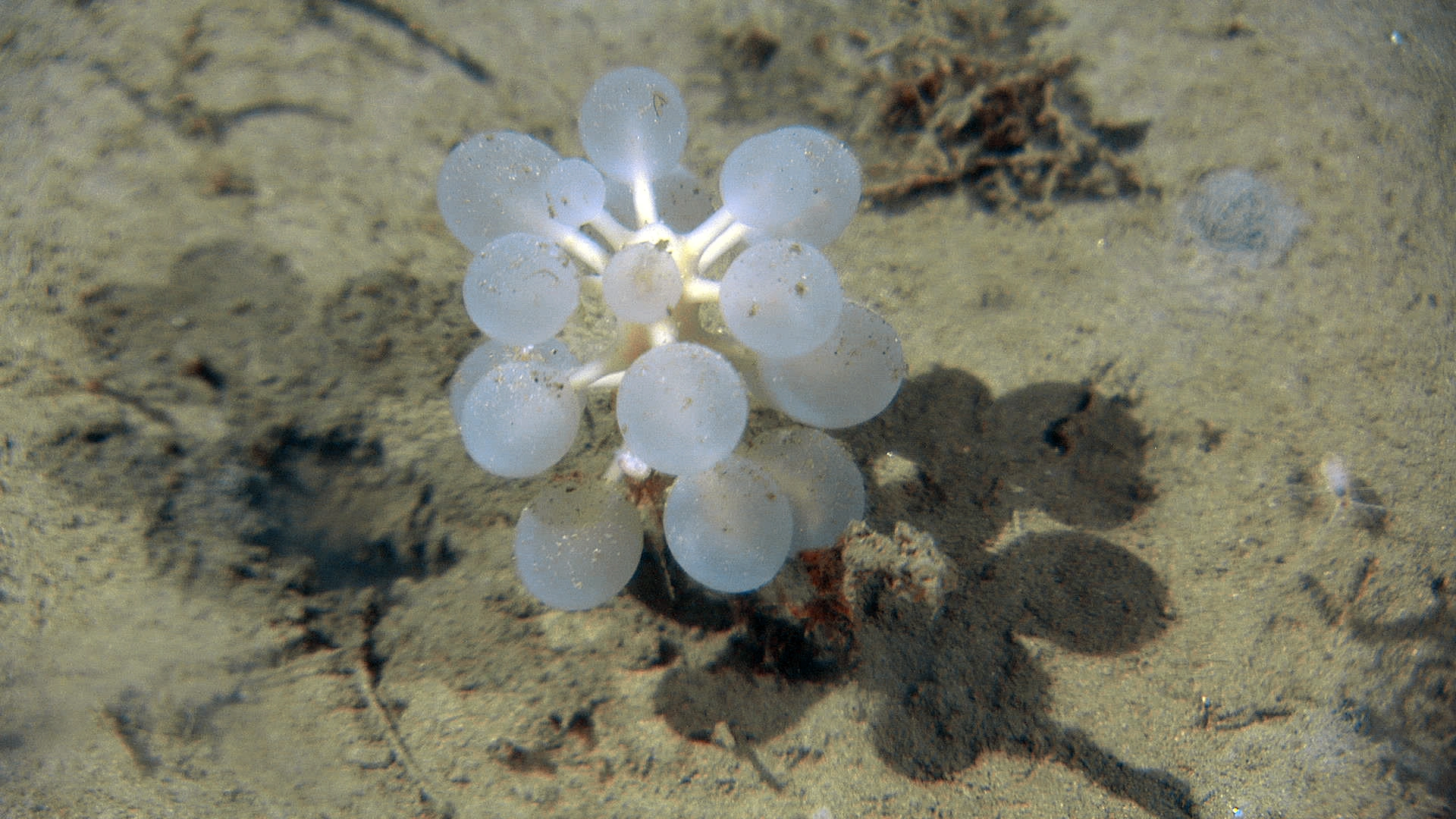 Svamper: Chondrocladia grandis.