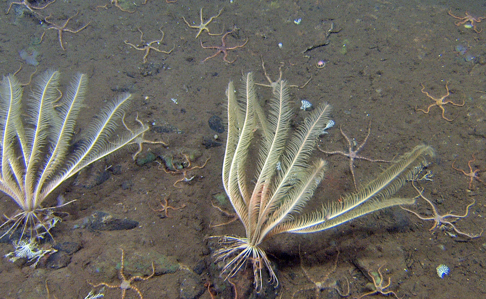 Sjøliljer: Heliometra glacialis.