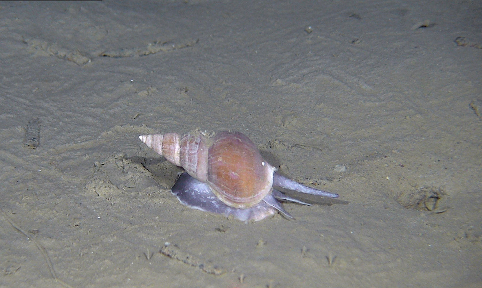 Nysnegler: Buccinum hydrophanum.