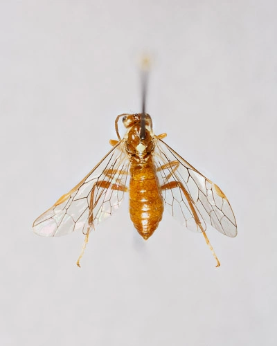 Vepser: Tenthredopsis auriculata.