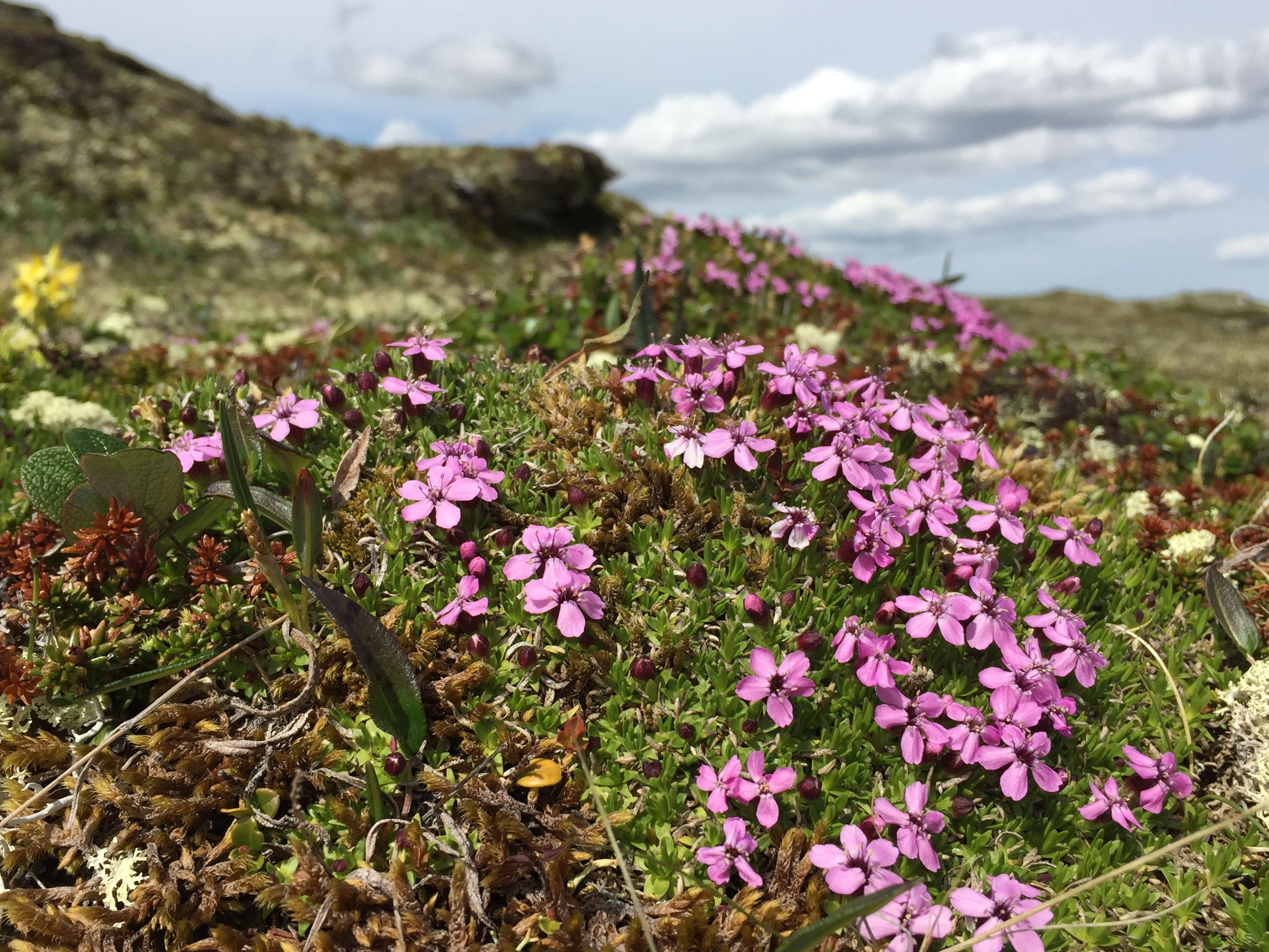 Fjellsmelle.