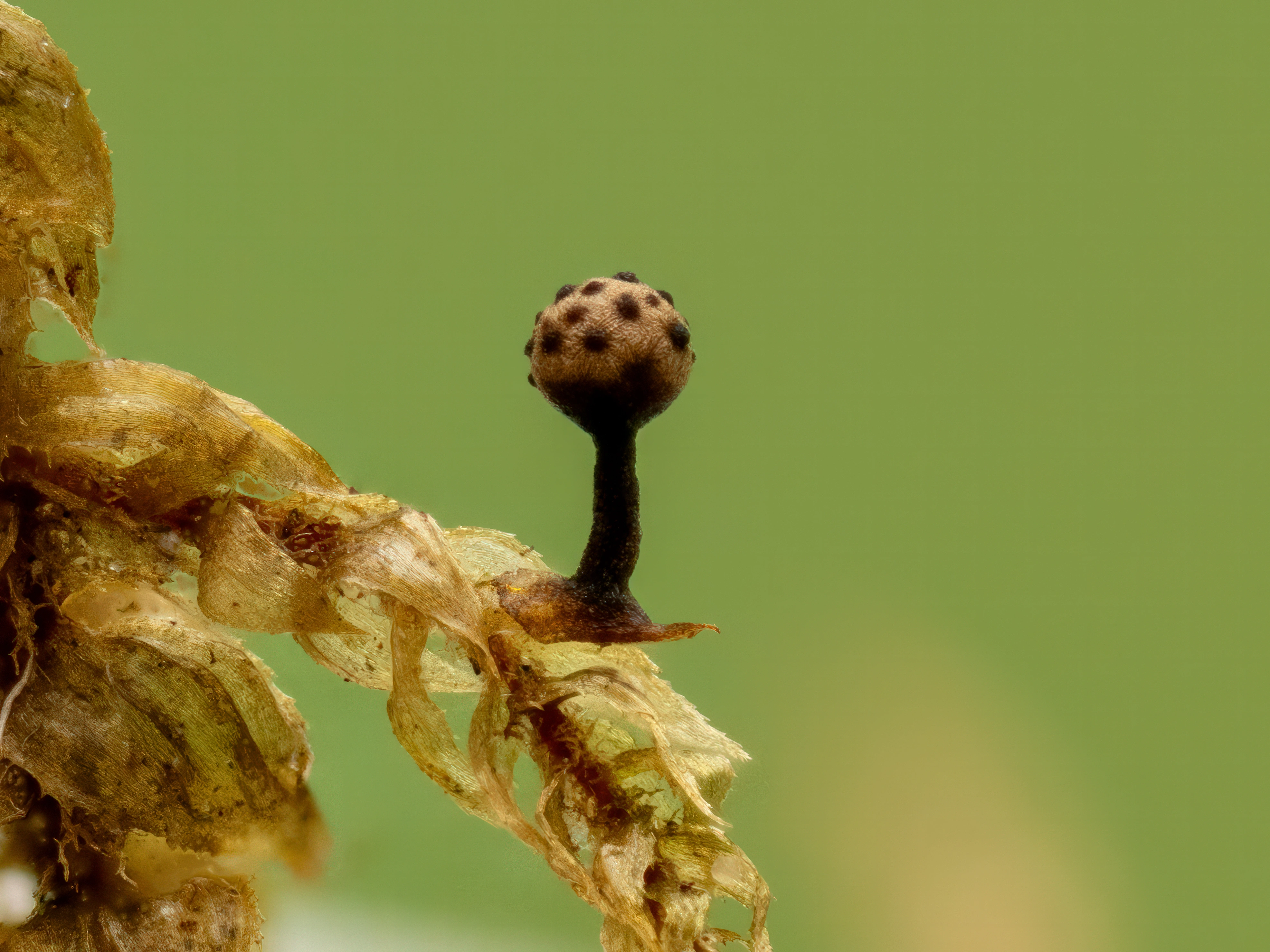 Nøsteslim: Hemitrichia pardina.