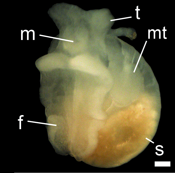 Bløtdyr: Colobocephalus costellatus.