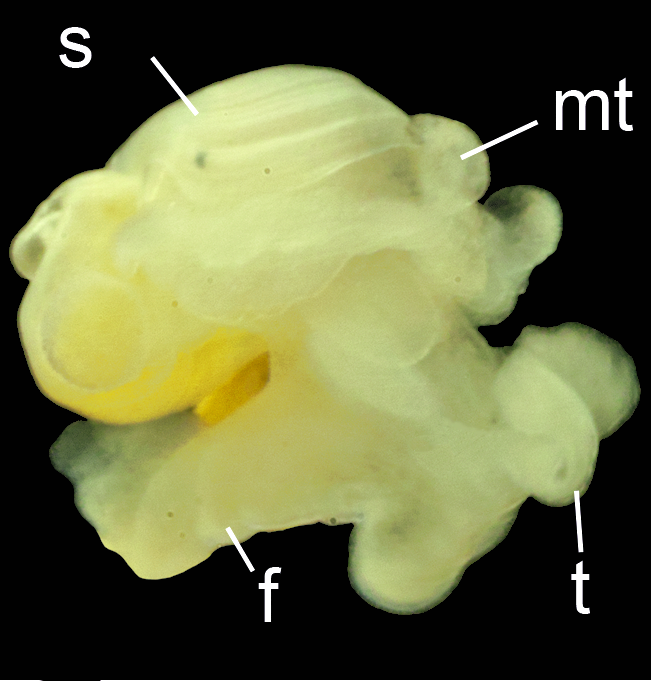 Bløtdyr: Colobocephalus costellatus.