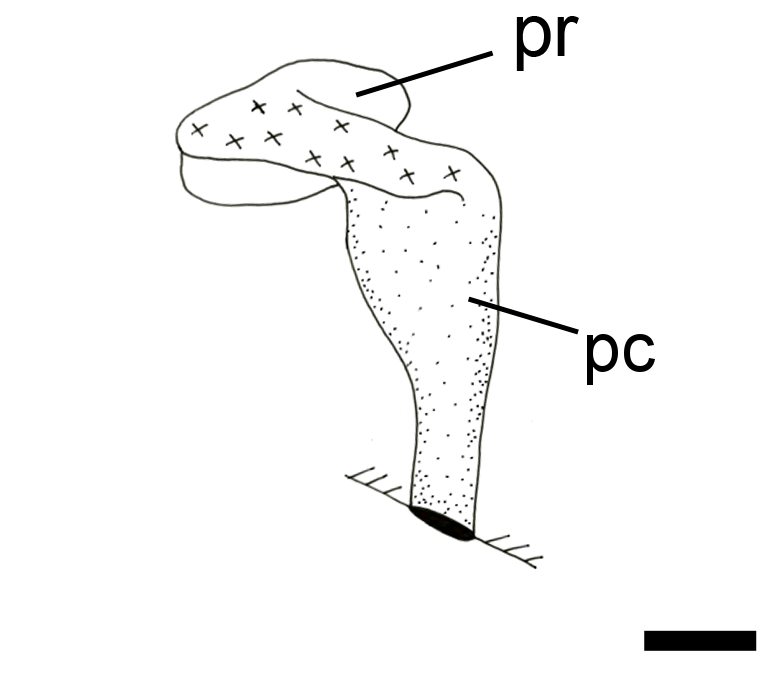 Bløtdyr: Cylichna occulta.