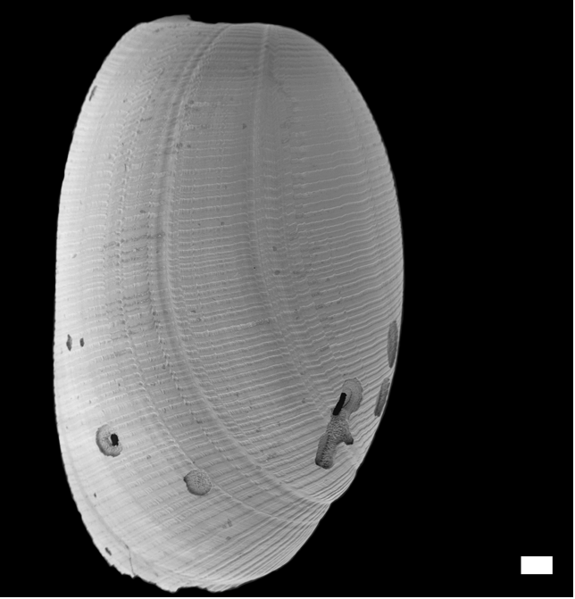 Bløtdyr: Cylichna occulta.