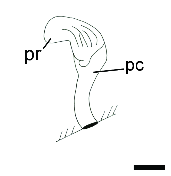 Bløtdyr: Colpodaspis pusilla.