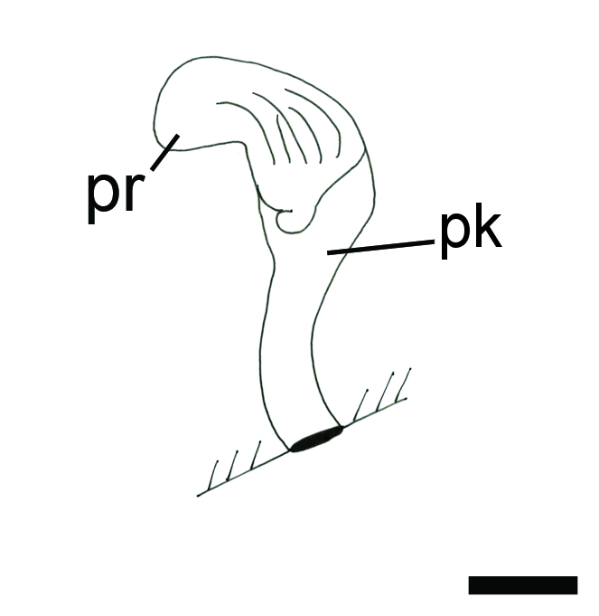 Bløtdyr: Colpodaspis pusilla.