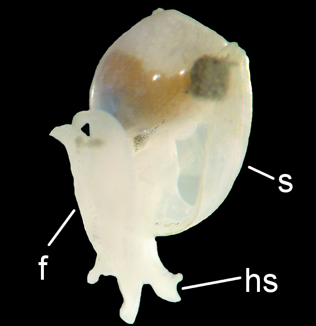 Bløtdyr: Diaphana globosa.