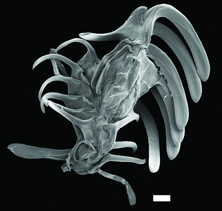 Bløtdyr: Diaphana globosa.