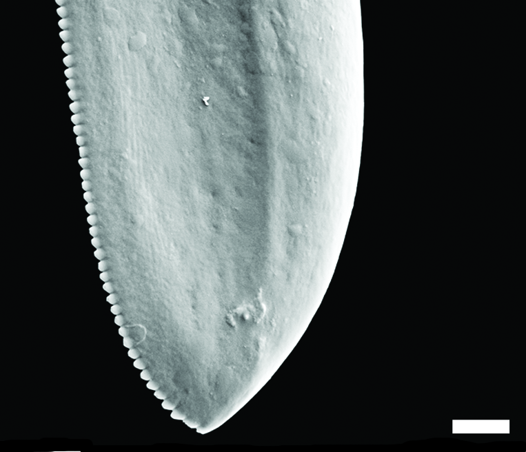 Bløtdyr: Diaphana globosa.