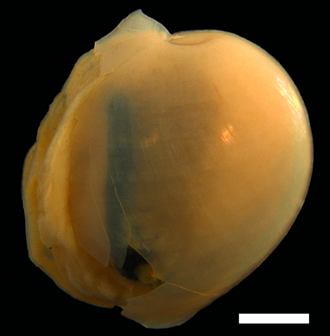 Boblesnegler: Diaphana hiemalis.