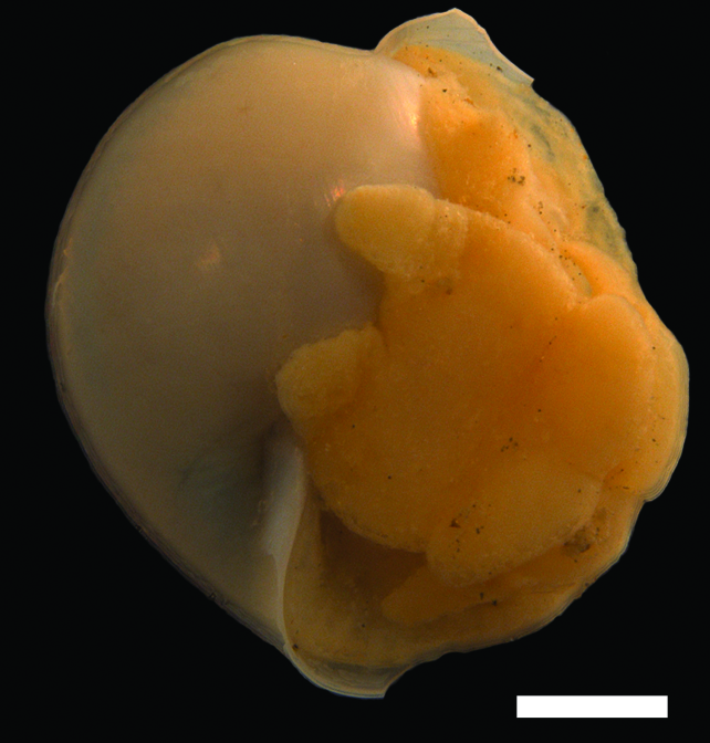 Boblesnegler: Diaphana hiemalis.